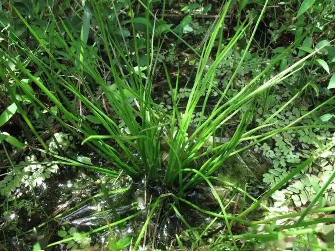 国宝级蕨类植物中华水韭首现宁海