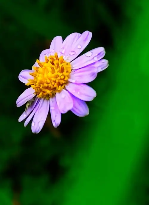 马兰头开花了 风吹雨打都不怕——中国环境网