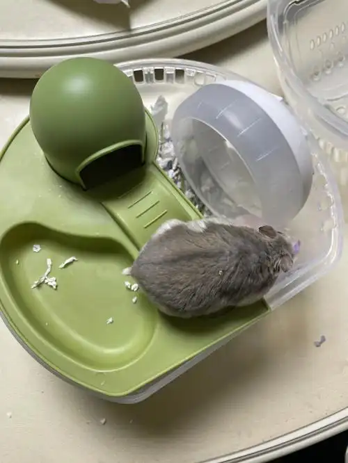 太太太可爱了还是忍不住下手了青苔绿真的好好看啊可是我的仓鼠太胖了