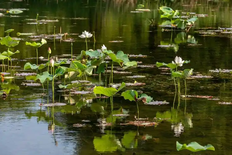 人间香气,湿地秘境邂逅初夏荷塘_人生_公园_李清照