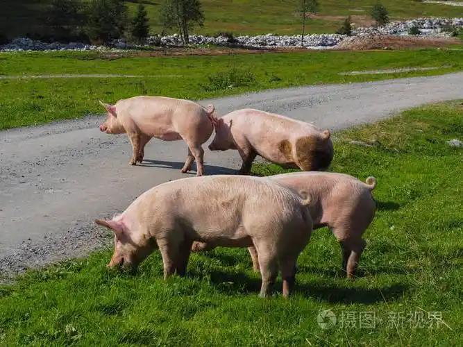 牧场上的一群猪