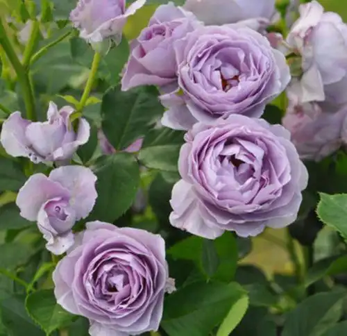 蓝色阴雨蓝色风暴两款蓝紫色月季花优缺点对比