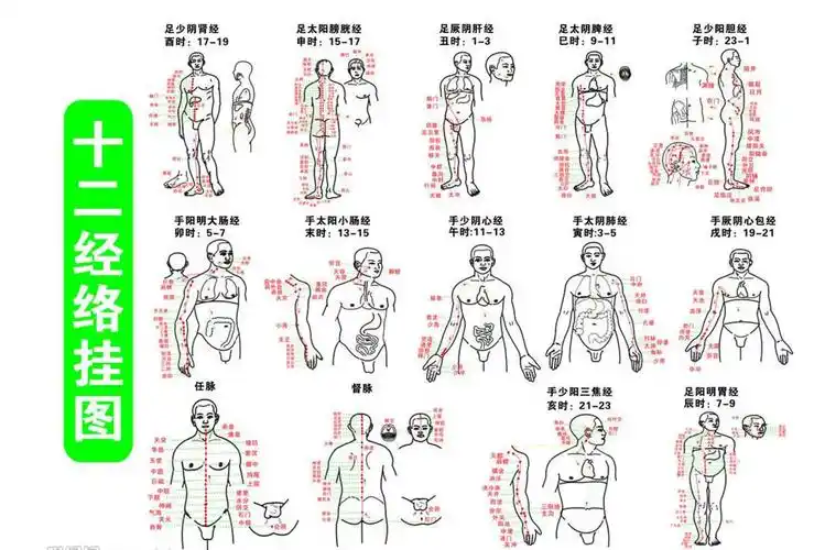 任督二脉与十二经络(十二经脉和任督二脉区别) - 医药经
