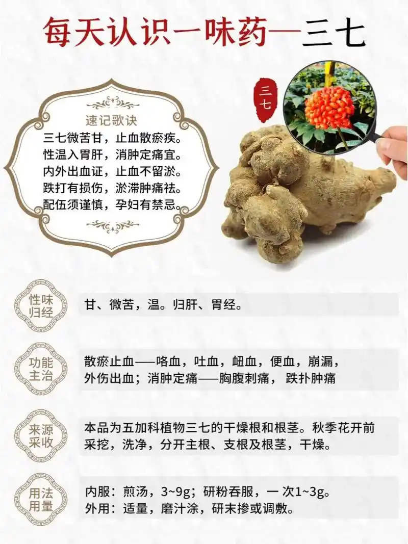 每天认识一味草药之三七.三七别名田七,滇七……等 性--温, - 抖音