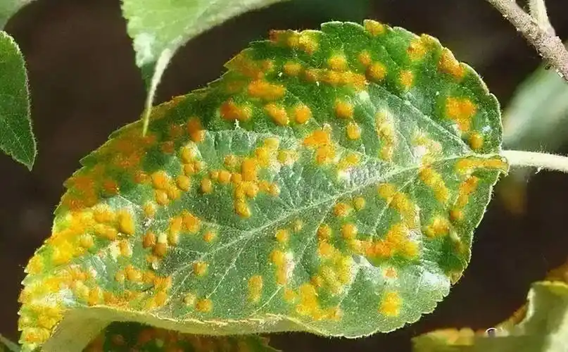 冬天锈病低温高湿易爆发,做好防治措施最关键_发病_孢子_病害