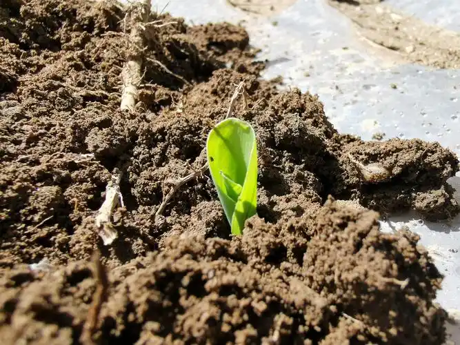 刚出土的玉米苗看起来很招人稀罕,开始吸收阳光雨露慢慢生长,展露头角