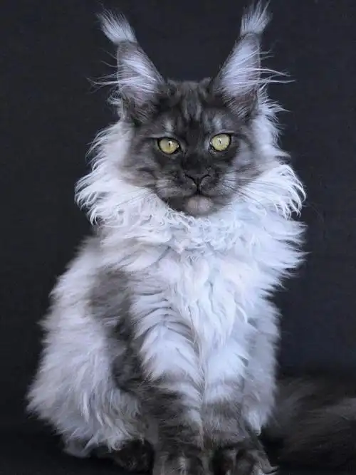 五个月黑烟色缅因猫妹妹