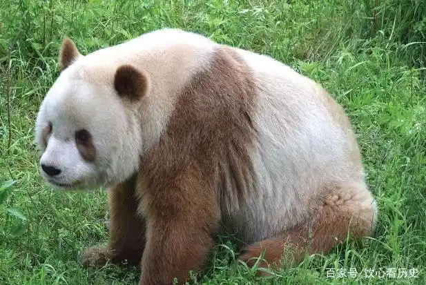 我国秦岭有幸发现一只"神兽",全球仅剩下一只,究竟是什么呢?