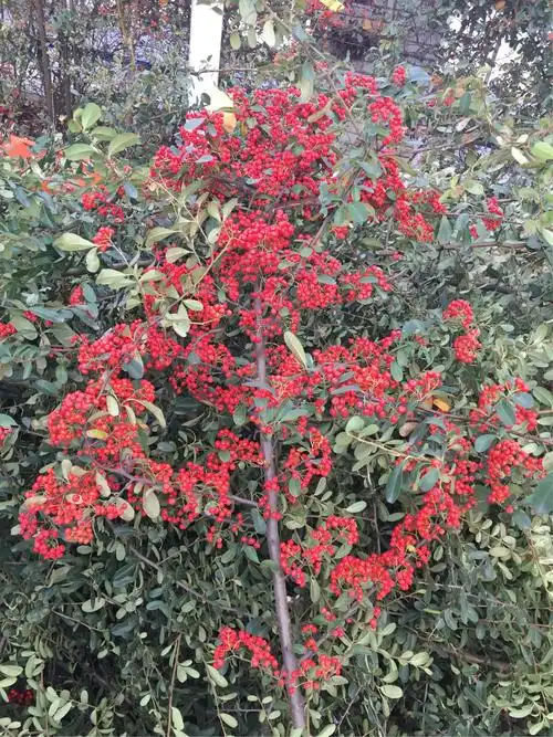 校园围墙旁的那一排排红子刺,红红的果实惹人爱