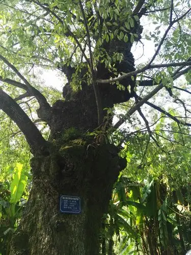 天目山天然博物馆