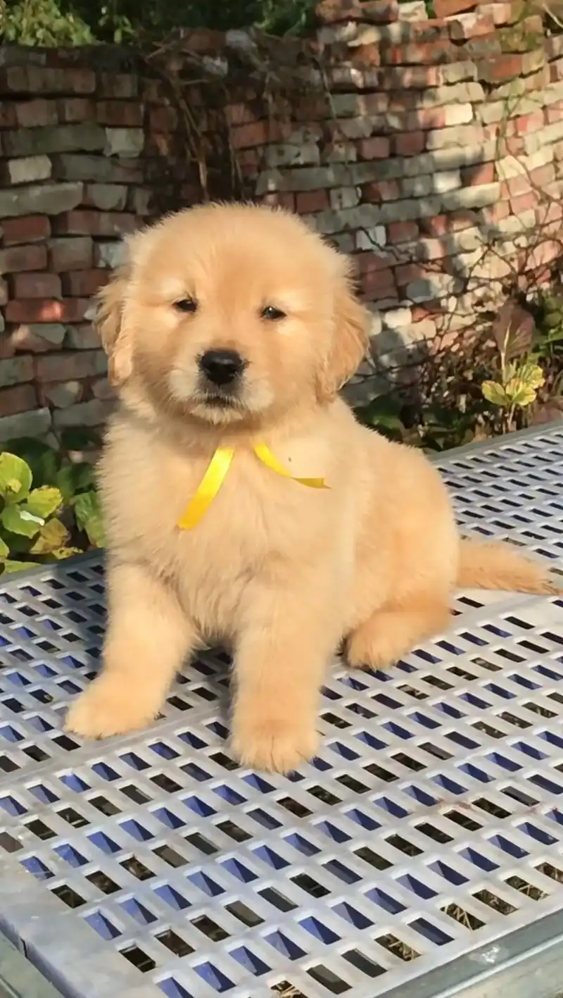 血统小金毛找新家.纯种金毛幼犬 两个月左右的,公母都是12o - 抖音