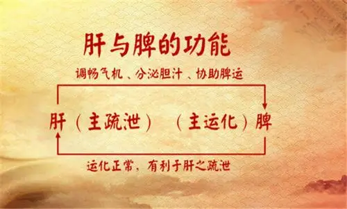 脾的作用与人体健康的关系