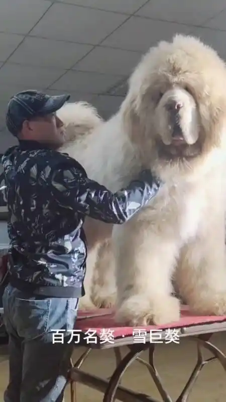 藏獒#夸张至极的雪巨獒,百万名獒,中国巨型藏獒代表!-全民小视频