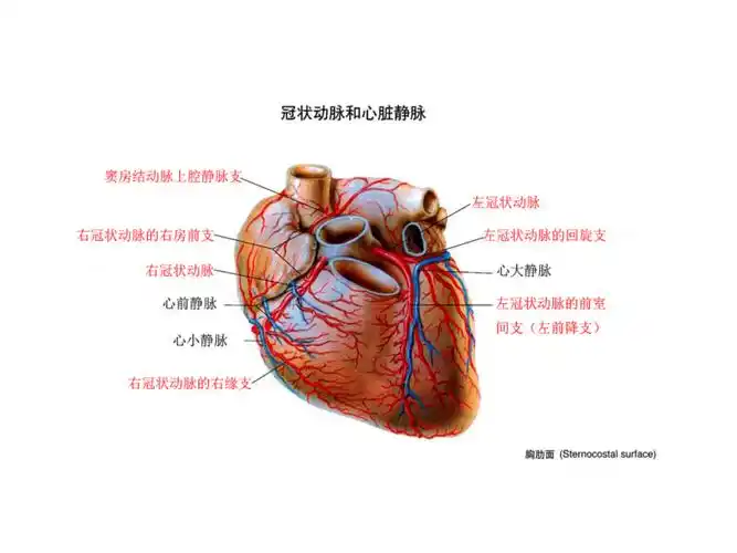 ppt冠状动脉的解剖及其有关问题从这张图片往后较多图片展示冠状动脉