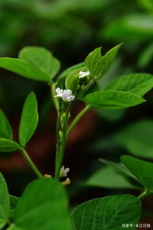 秋收在即,"豆花姐妹"你认得几种?