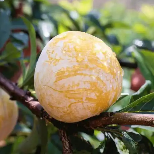 7815来自大山里的纯天然绿色黄金奈李6015