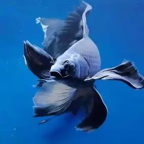 黑彗星黑草金黑锦鲤锦鲫黑金龙凤锦鲤长短尾好养冷水观赏鱼