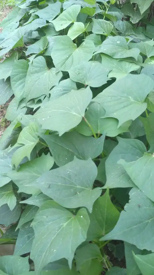 地瓜的叶子长的不错吧!