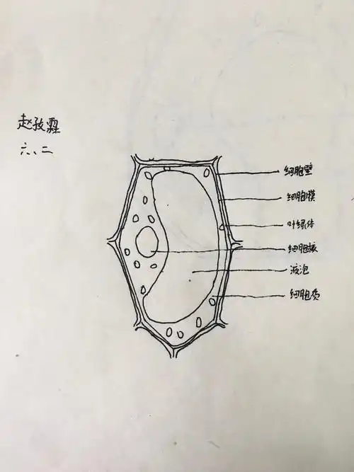 2020级2班植物细胞图
