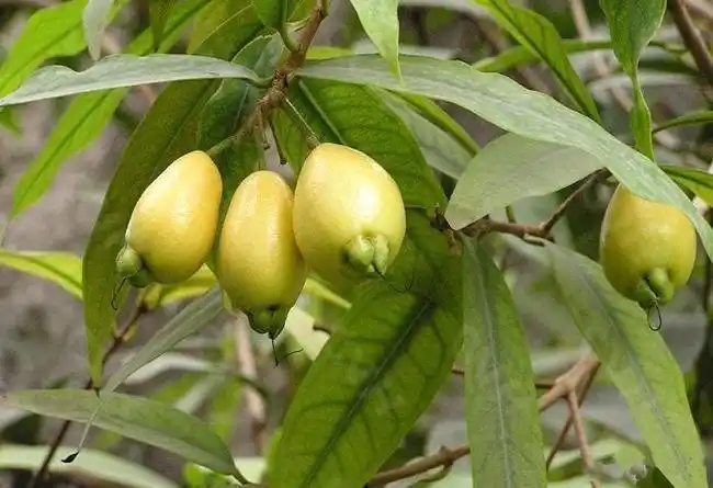 蒲桃的功效与作用