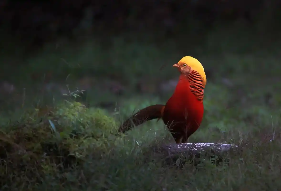 红腹锦鸡.红腹锦鸡(学名:chrysolophus pict - 抖音