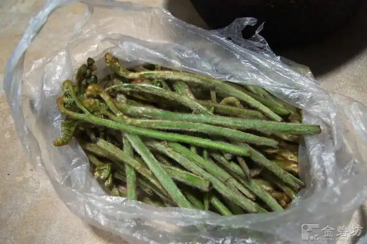 两种不同的蕨菜