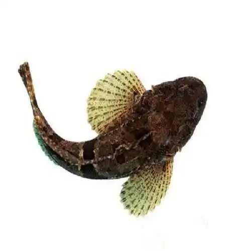 四鳃鲈鱼(江苏省盐城市响水县美食)-江苏家乡美食网