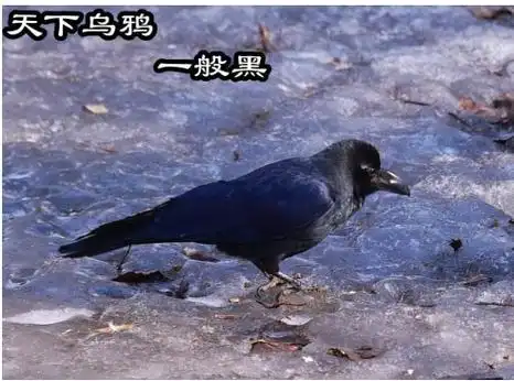 听到乌鸦叫不吉利吗怎么破解,乌鸦哪个时辰叫是吉事?