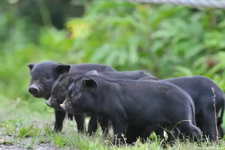 听老司机讲故事54撞死藏香猪赔2万元图片列表
