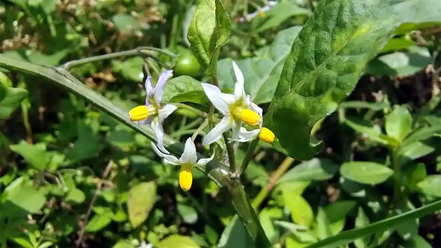 美丽吉安之赏花系列娇小玲珑的龙葵花