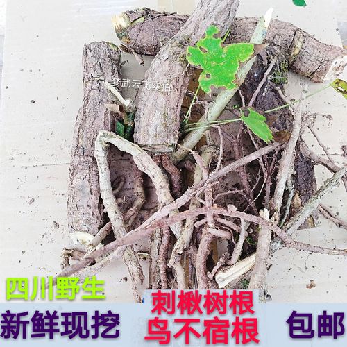 新鲜现挖药材 刺楸 鸟不宿 鼓钉刺 刺枫树 刺桐 纯根25元1斤包邮