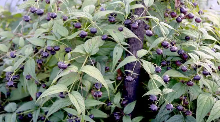 【顺丰】现摘新鲜红果参 125克1盒顺丰果蜘蛛果山荸荠云南丘北水果圆