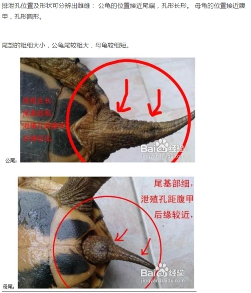 家养乌龟公母怎么分辨? 帮忙看一下是公是母?