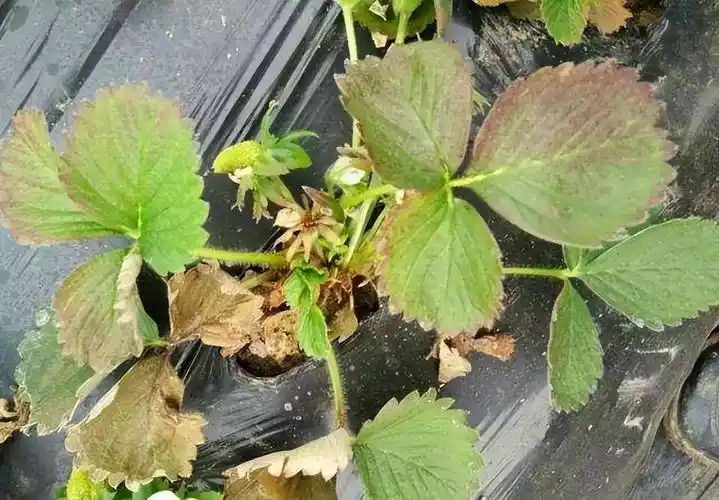 防治草莓根腐病有口诀_原则_药剂_重点