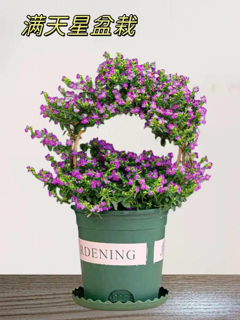 满天星花卉盆栽植物造型喜阳室内外阳台四季.