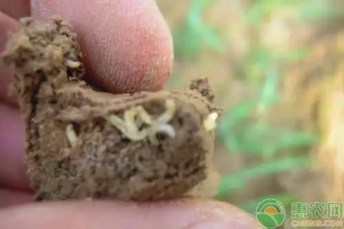 根蛆怎么防治根蛆的防治措施