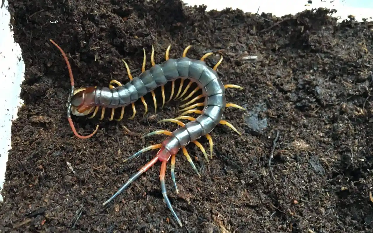 在夏天的时候比较常见,蜈蚣是一种肉食性动物,他吃的东西是比较广泛
