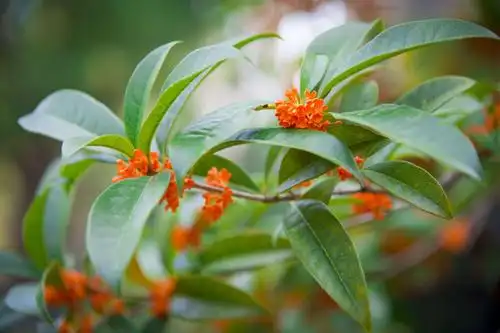 这个季节 大钟视界再摄桂花