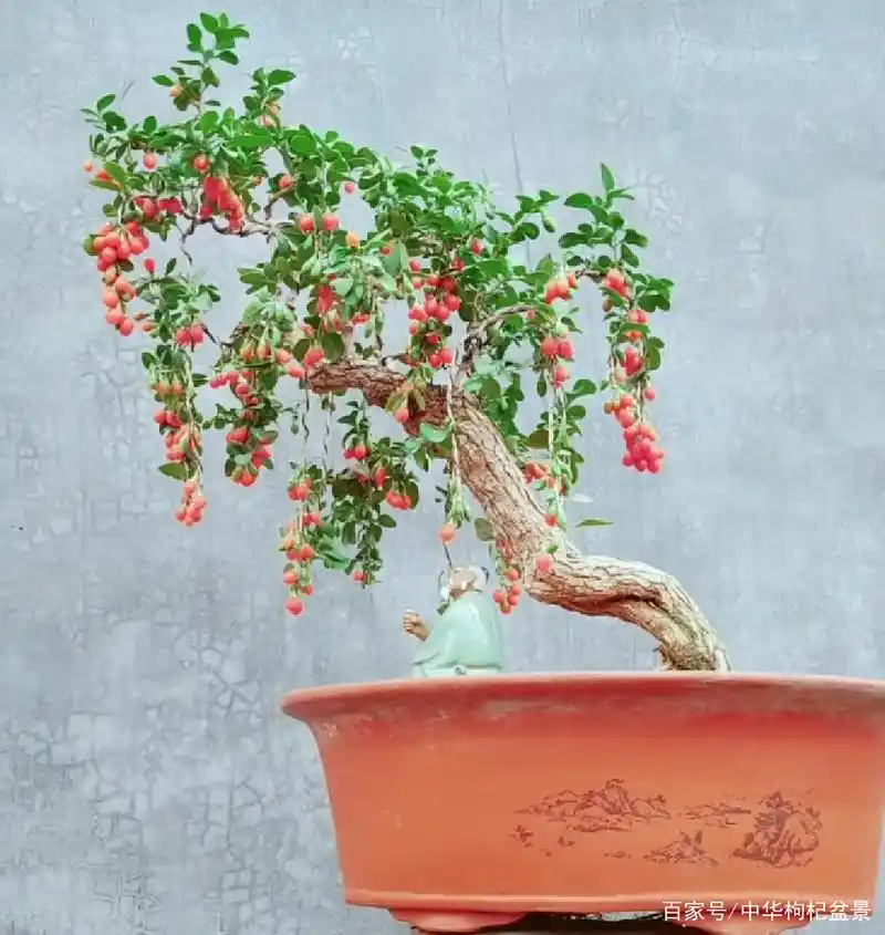 枸杞盆景怎么养?