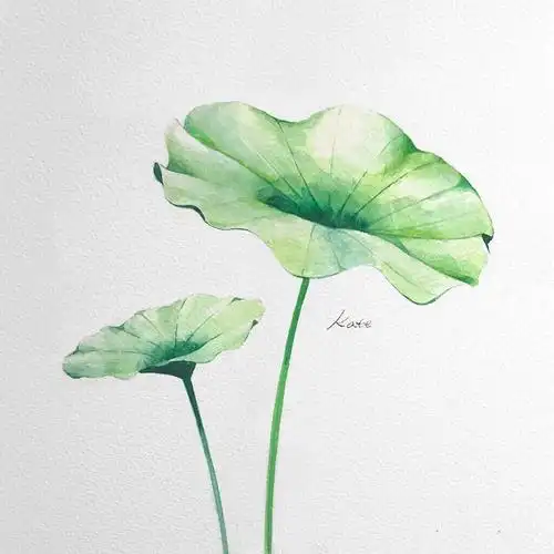 水彩素材分享莲叶