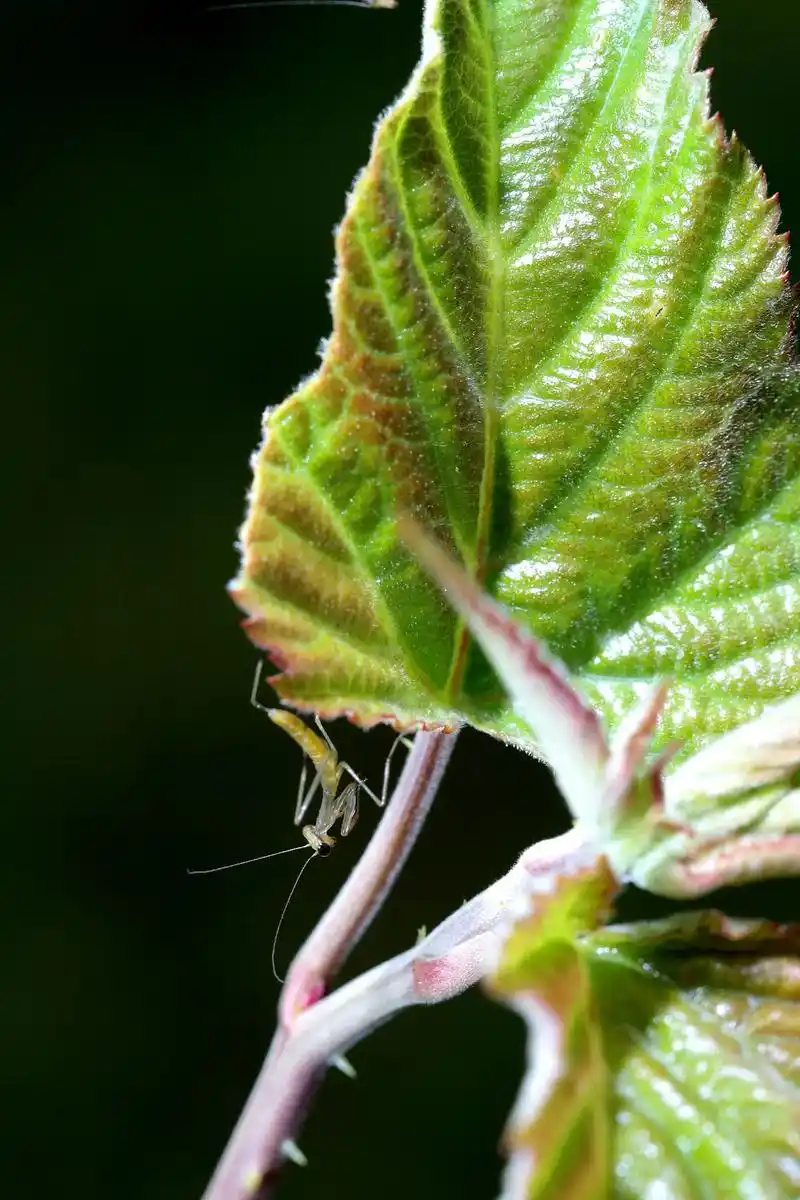 微距镜头摄影昆虫《螳螂幼虫》#定格美好瞬间797979 #我用摄
