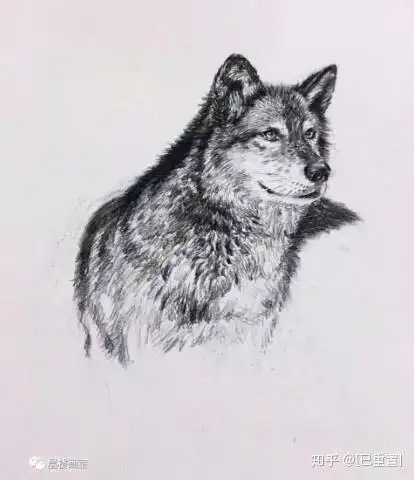 原创凡老师雪地狼狗动物素描速写步骤图教程