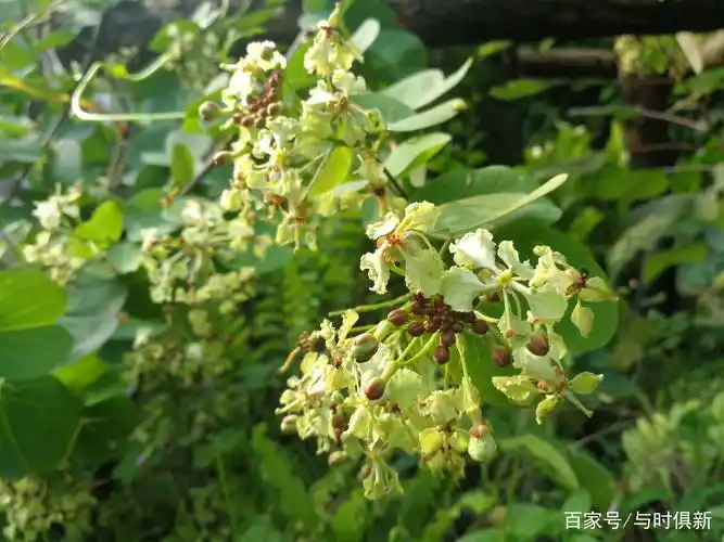 一丛龙须藤花怒放