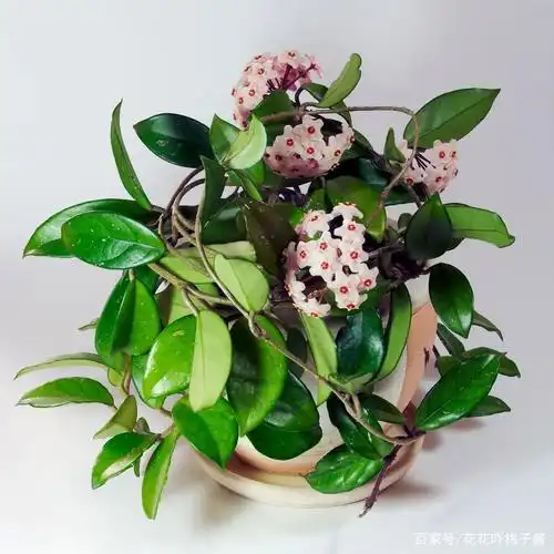 皮实又好养的懒人植物银斑球兰你见过吗