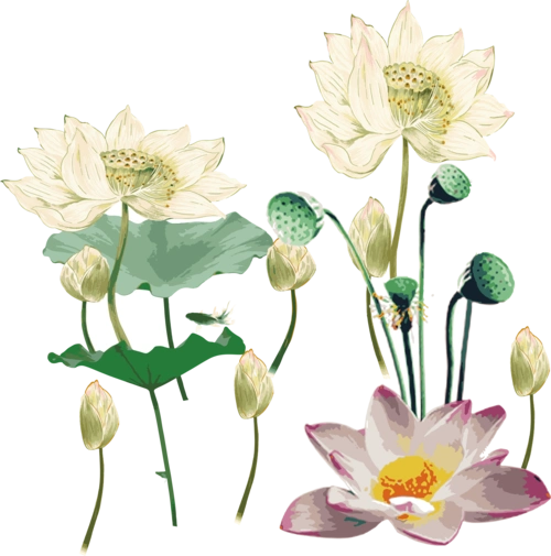 荷花莲花中国风矢量装饰图