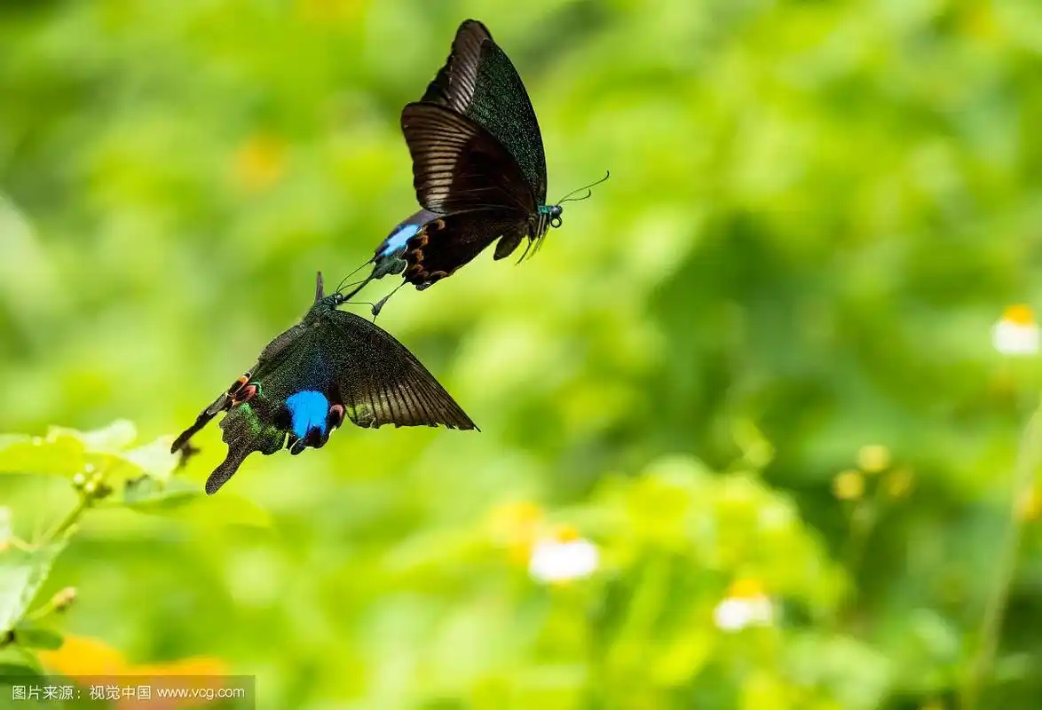 两只蝴蝶的照片