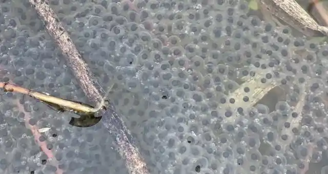 蝌蚪卵孵化需要的条件:1,水温 25℃ 一30℃最适宜孵化.