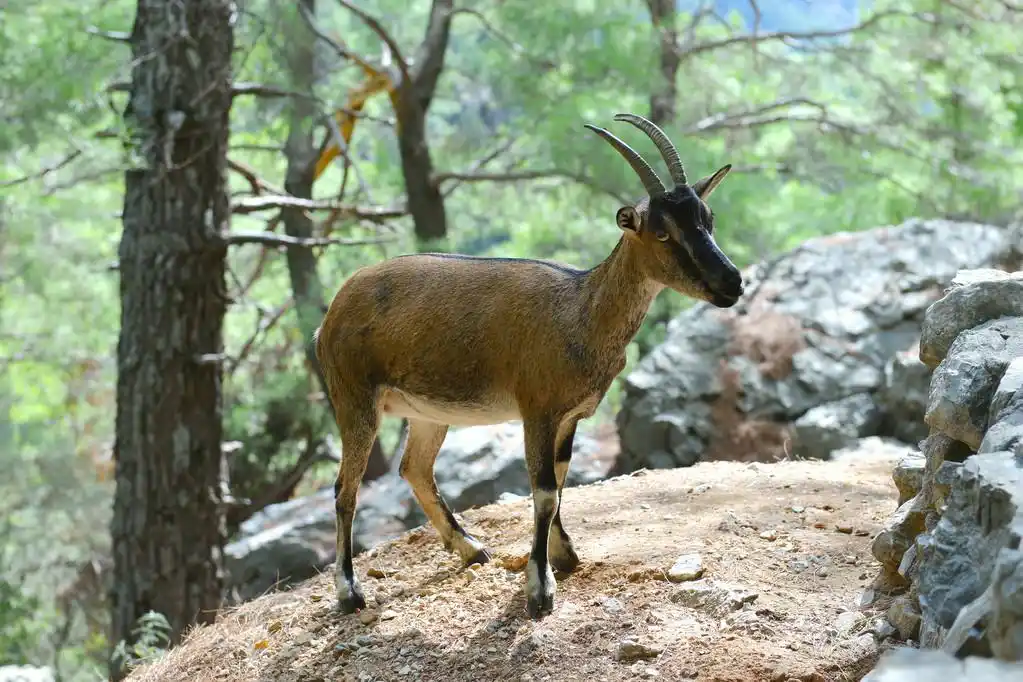 在森林中的野生山羊