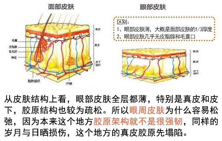 那是因为眼部皮肤的特殊性!