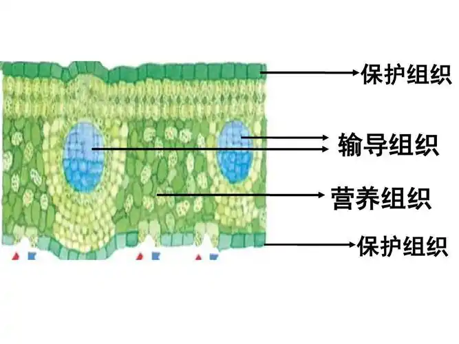 保护组织 输导组织 营养组织 保护组织